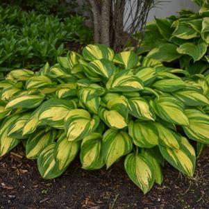 Hosta Rainbow's End