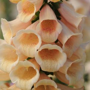 Digitalis purpurea Dalmatian Peach