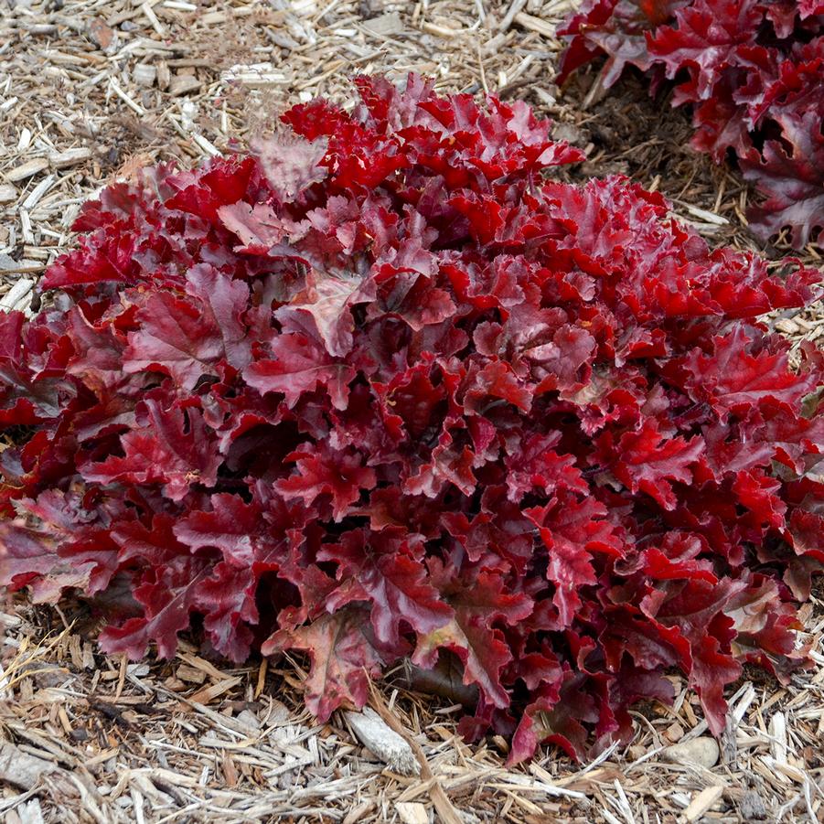 Heuchera Dolce 'Cherry Truffles' - Coral Bells from Hoffie Nursery