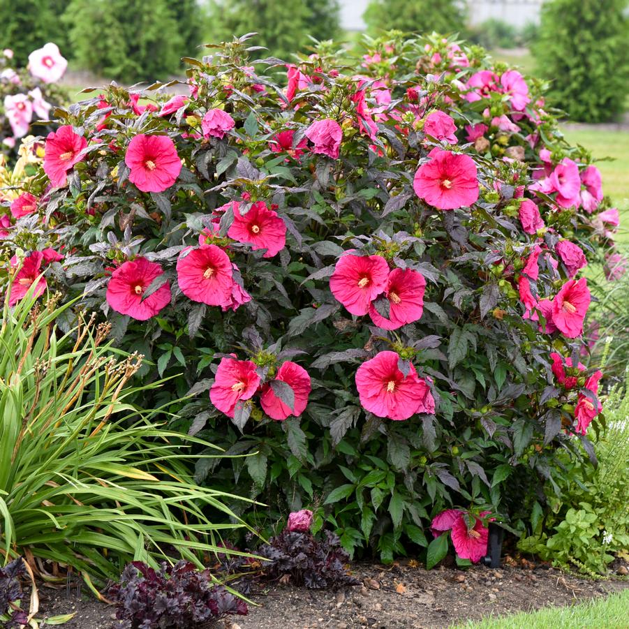 Hibiscus Summerific 'Evening Rose' - Rose Mallow from Hoffie Nursery