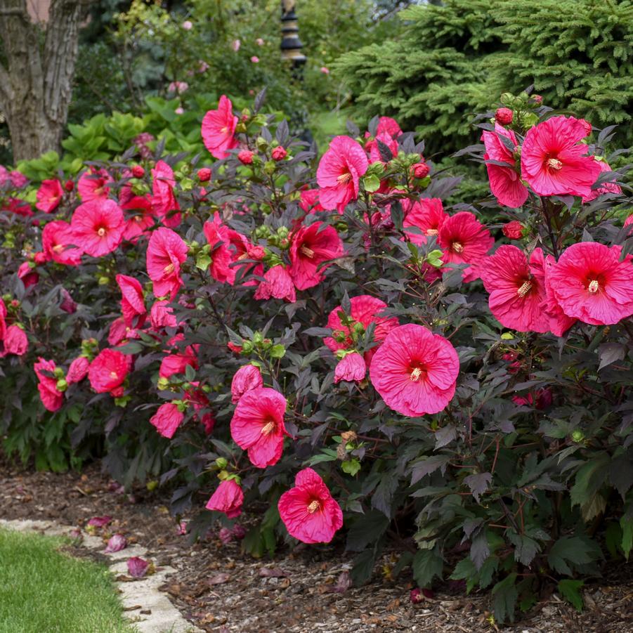 Hibiscus Summerific 'Evening Rose' - Rose Mallow from Hoffie Nursery