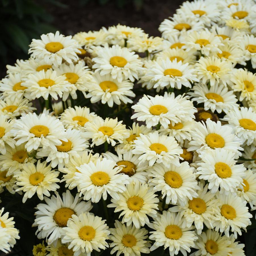 Leucanthemum Amazing Daisies 'Banana Cream II' - Shasta Daisy from Hoffie Nursery