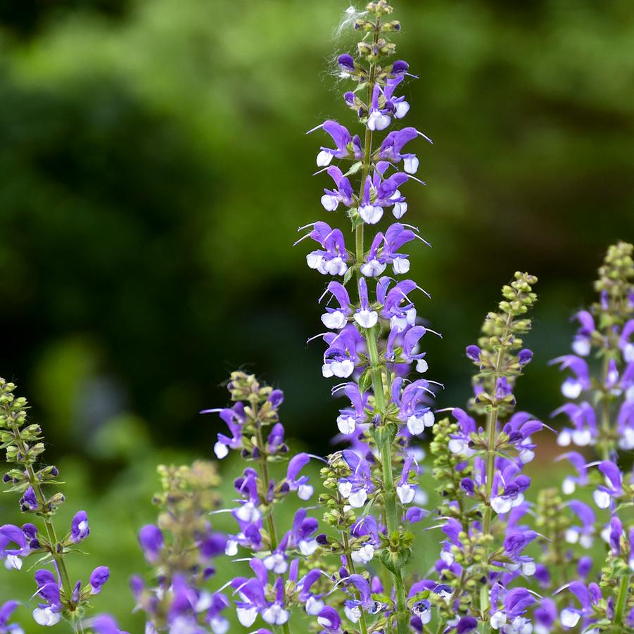 Salvia Color Spires 'Azure Snow' - Hybrid Sage from Hoffie Nursery