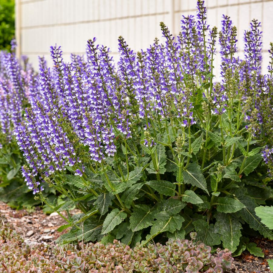 Salvia Color Spires 'Azure Snow' - Hybrid Sage from Hoffie Nursery