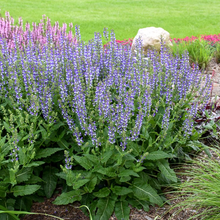 Salvia Color Spires 'Azure Snow' - Hybrid Sage from Hoffie Nursery