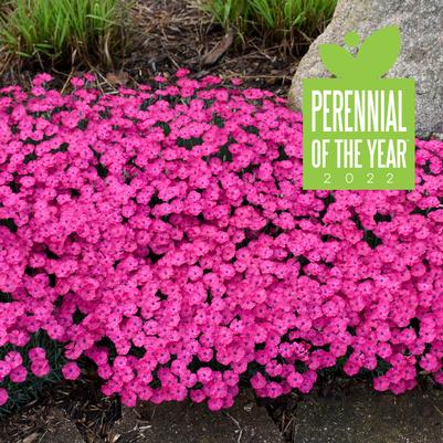 Dianthus Paint the Town Magenta