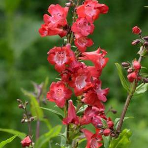 Penstemon Cherry Sparks