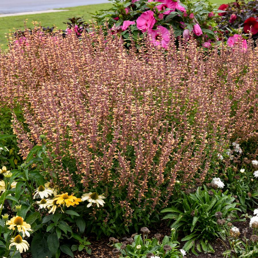 Agastache MEANT TO BE® 'Queen Nectarine' - Hyssop Anise from Hoffie Nursery
