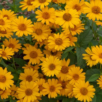 Heliopsis helianthoides Tuscan Sun