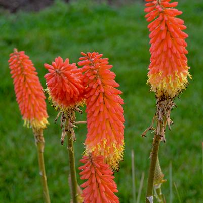 Kniphofia Jackpot