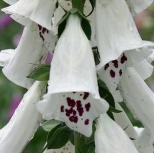 Digitalis purpurea Dalmatian White