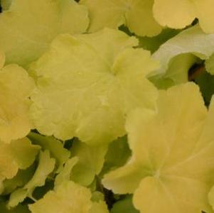 Heuchera Citronelle