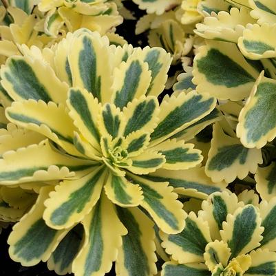 Sedum takesimense Atlantis