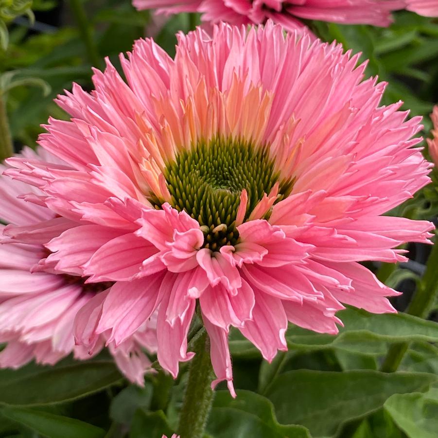 Echinacea Sunseekers® 'Salmon' - Coneflower from Hoffie Nursery