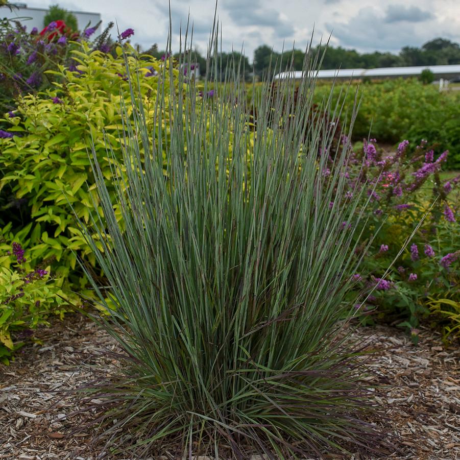 Schizachyrium scoparium PRAIRIE WINDS® 'Blue Paradise' - Little Bluestem from Hoffie Nursery