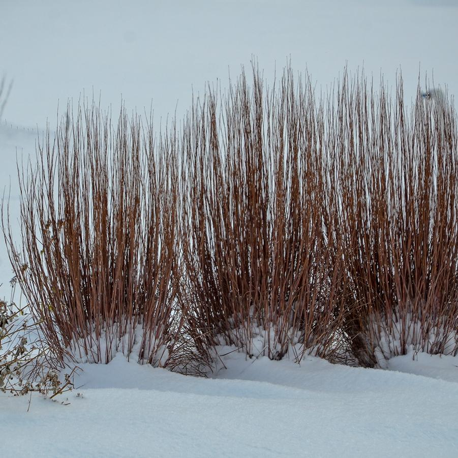 Schizachyrium scoparium PRAIRIE WINDS® 'Blue Paradise' - Little Bluestem from Hoffie Nursery