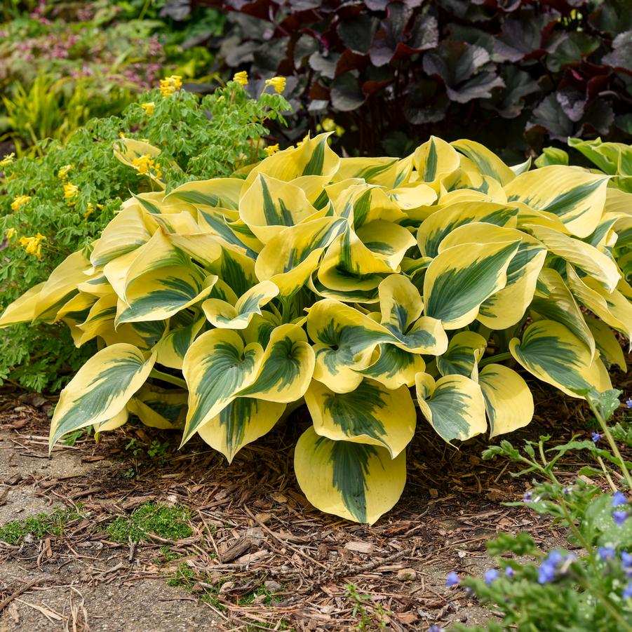 Hosta SHADOWLAND® 'Autumn Frost' - Hosta from Hoffie Nursery