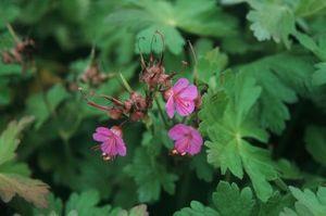 Geranium macrorrhizum Bevan's Variety