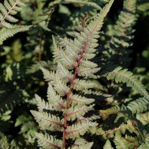 Athyrium nipponicum Pictum