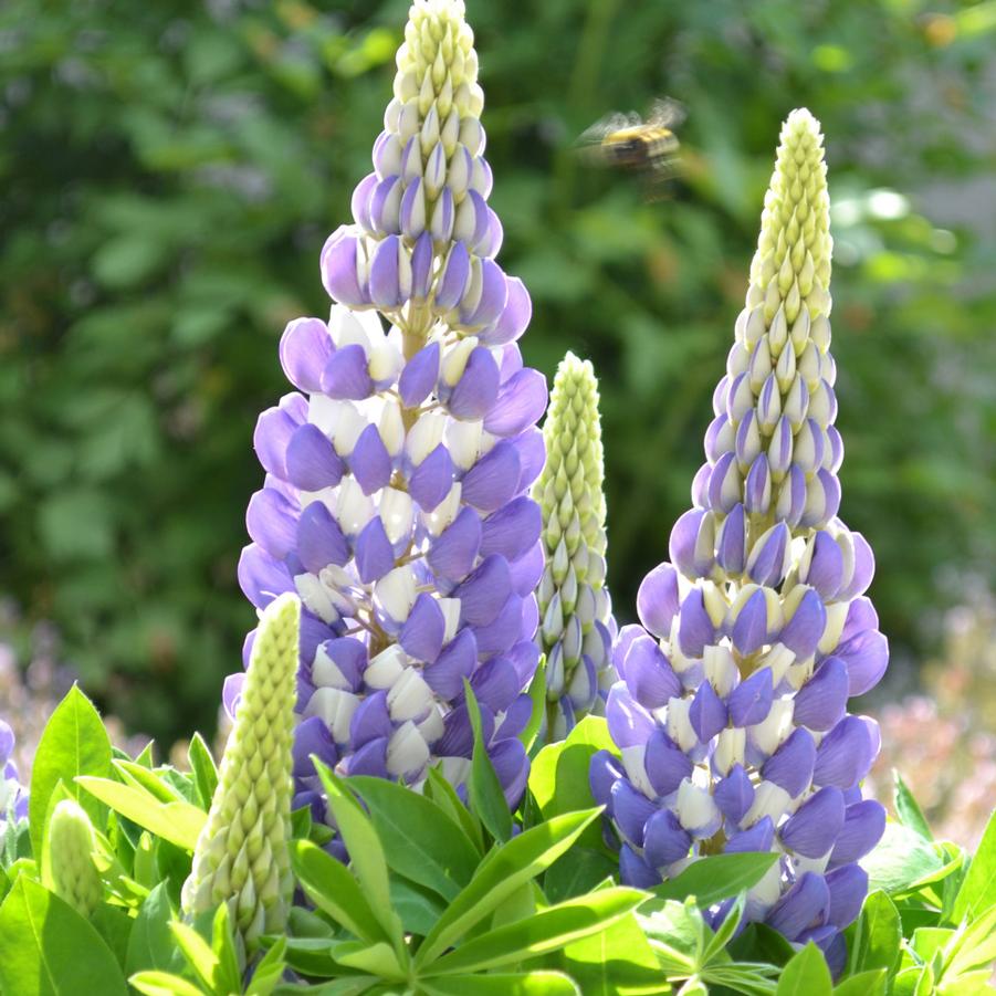 Lupinus 'Gallery Blue' - Lupine from Hoffie Nursery