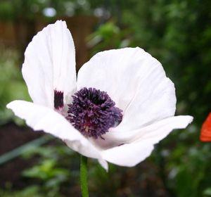 Papaver orientale Royal Wedding