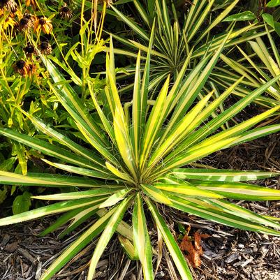 Yucca filamentosa Color Guard