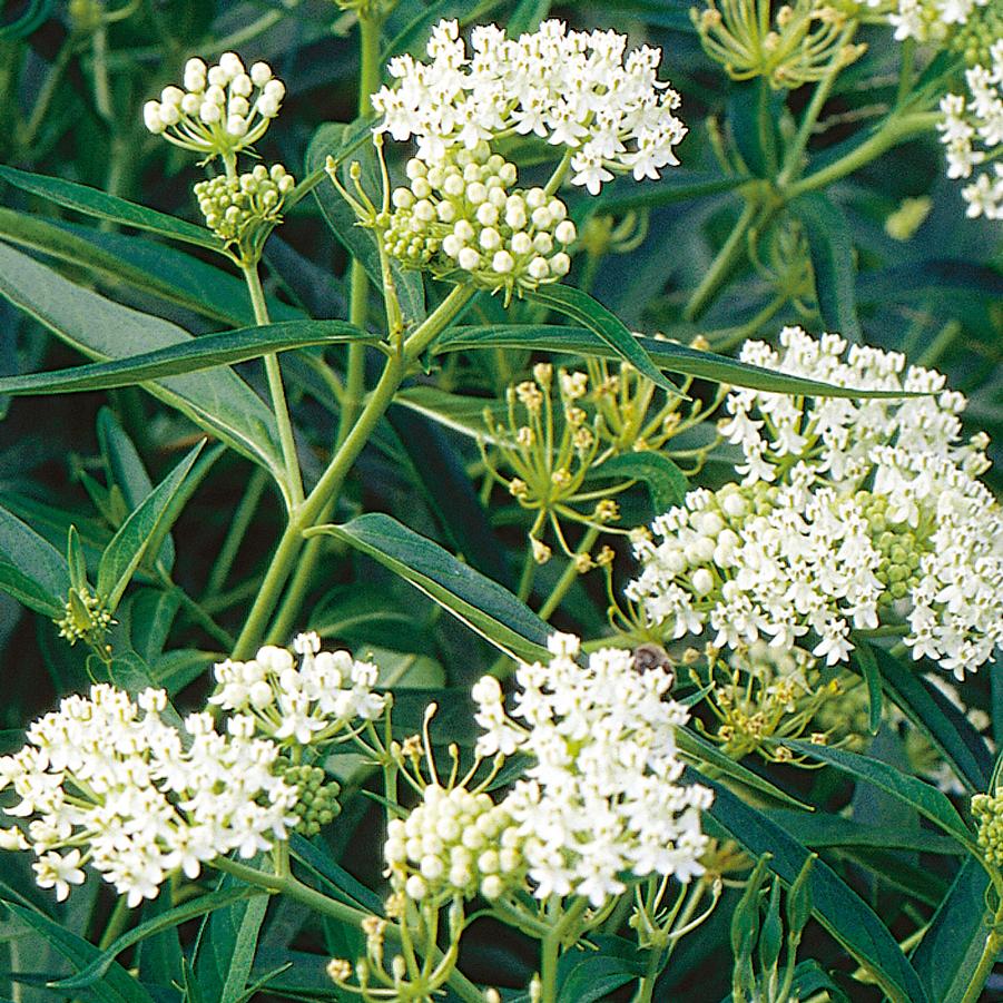 Asclepias incarnata 'Ice Ballet' - Swamp Milkweed from Hoffie Nursery