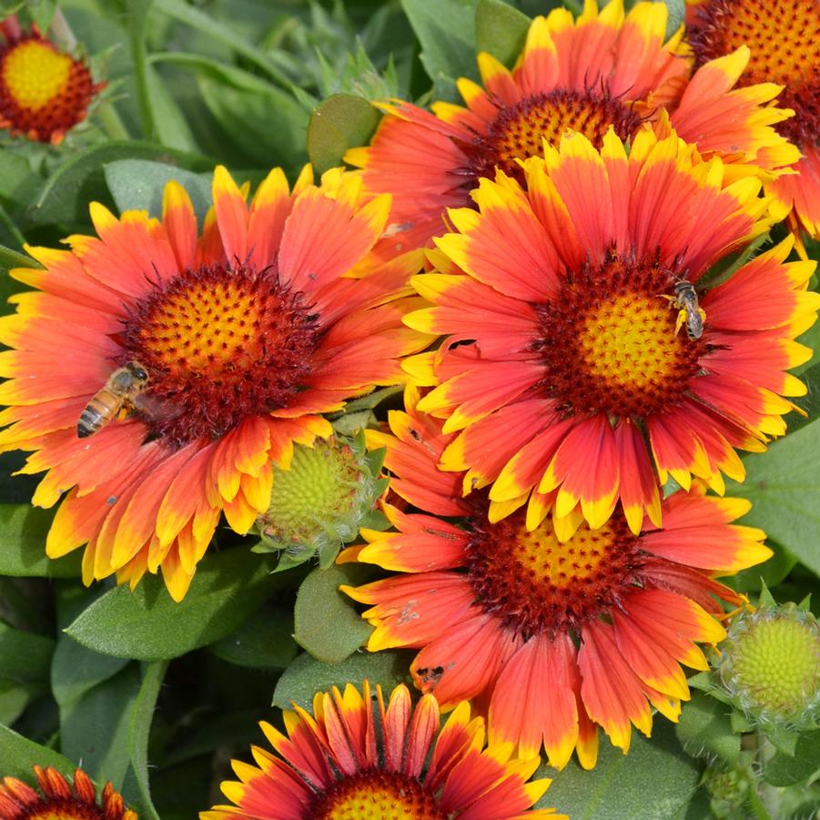 Gaillardia grandiflora 'Arizona Sun' - Blanket Flower from Hoffie Nursery