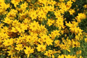 Coreopsis verticillata Golden Showers