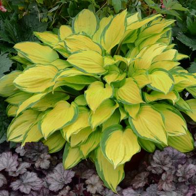 Hosta Island Breeze