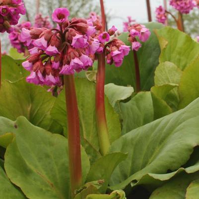 Bergenia cordifolia (Heartleaf Bergenia, Pigsqueak)