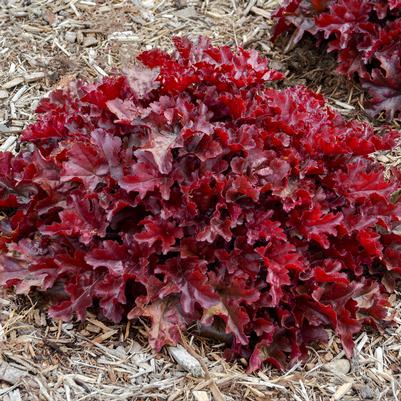 Heuchera Cherry Truffles