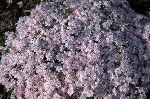 Phlox subulata Candy Stripe