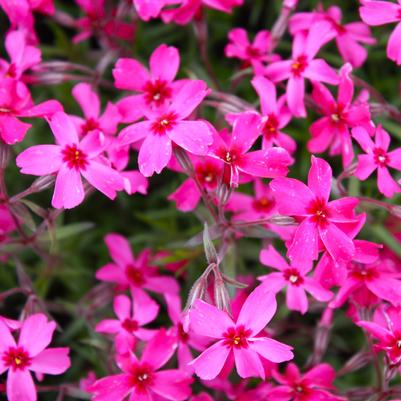 Phlox subulata Scarlet Flame