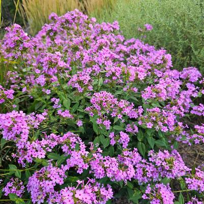 Phlox paniculata Jeana (Garden Phlox)