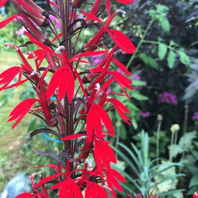 Lobelia cardinalis Black Truffle (Cardinal Flower)