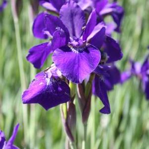 Iris sibirica Caesar's Brother (Siberian Iris)