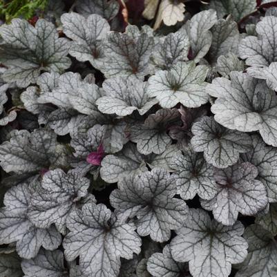 Heuchera Smoke and Mirrors