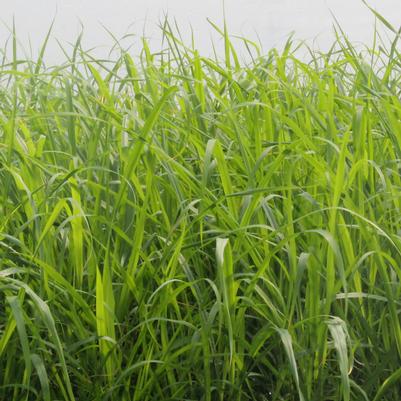 Lemon Grass (Cymbopogon citratus)