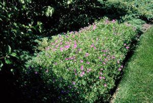 Geranium sanguineum New Hampshire Purple