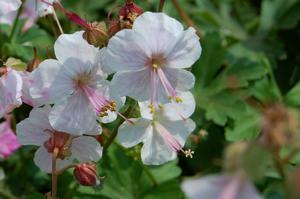 Geranium cantabrigiense Biokovo