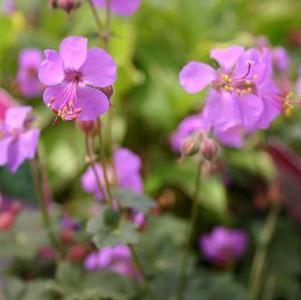 Geranium cantabrigiense Karmina