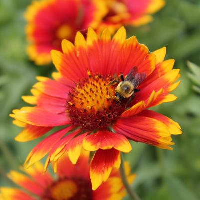 Gaillardia grandiflora Dazzler