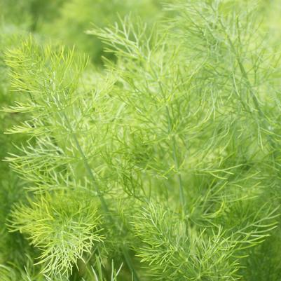 Fennel 