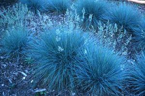 Festuca glauca Elijah Blue