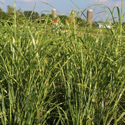 Miscanthus sinensis Zebrinus