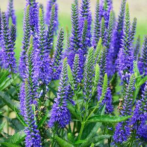 Veronica longifolia 'Royal Rembrandt' - Spiked Speedwell from Hoffie Nursery