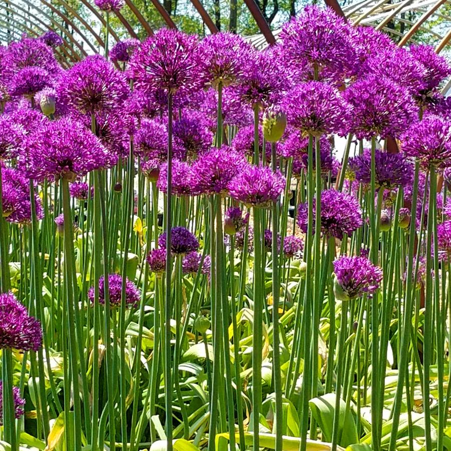 Allium aflatunense 'Purple Sensation' - Ornamental Onion from Hoffie Nursery