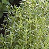 Savory, Winter - Satureia montana from Hoffie Nursery