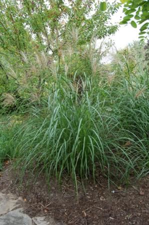 Miscanthus sinensis Silberfeder